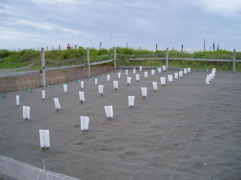 Turtle hatchery on the beach in Parismina, Costa Rica